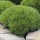  (03/05/2019) Pinus 'Marie Bregeon' added by Shoot)