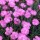  (06/05/2019) Dianthus gratianopolitanus 'Tiny Rubies' added by Shoot)