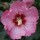  (07/05/2019) Hibiscus syriacus 'Ruffled Satin' added by Shoot)