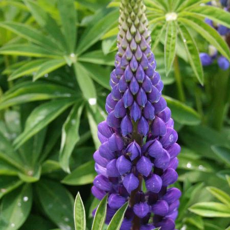 Lupinus 'Camelot Blue' (Camelot Series)