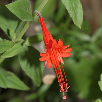 Zauschneria californica subsp. latifolia
