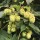  (08/05/2019) Humulus lupulus 'Centennial' added by Shoot)