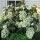  (09/05/2019) Hydrangea quercifolia 'Hovaria Quercifolia' added by Shoot)