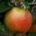  (09/05/2019) Malus domestica 'Rubinette Rosso' added by Shoot)
