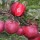  (09/05/2019) Malus domestica 'Tickled Pink' added by Shoot)