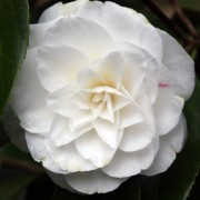  (09/05/2019) Camellia japonica 'Miss Lyla' added by Shoot)