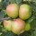  (10/05/2019) Malus domestica 'Lane's Prince Albert' added by Shoot)