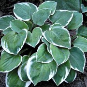  (10/05/2019) Hosta 'Country Mouse' added by Shoot)