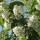  (10/05/2019) Prunus padus 'Albertii' added by Shoot)