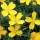  (12/05/2019) Oenothera 'Lemon Drop' added by Shoot)