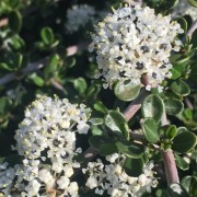  (20/05/2019) Ceanothus cuneatus added by Shoot)