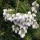  (21/05/2019) Pieris japonica 'Pygmaea' added by Shoot)