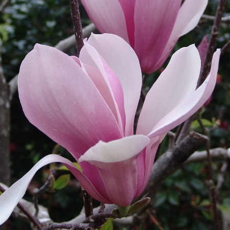 Magnolia 'Royal Crown'