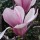  (21/05/2019) Magnolia 'Royal Crown' added by Shoot)