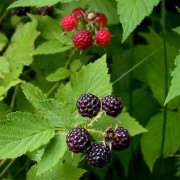  (21/05/2019) Rubus occidentalis added by Shoot)