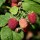  (21/05/2019) Rubus 'Latham' added by Shoot)