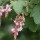  (22/05/2019) Ribes malvaceum  added by Shoot)