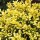  (22/05/2019) Ilex crenata 'Drops of Gold' added by Shoot)
