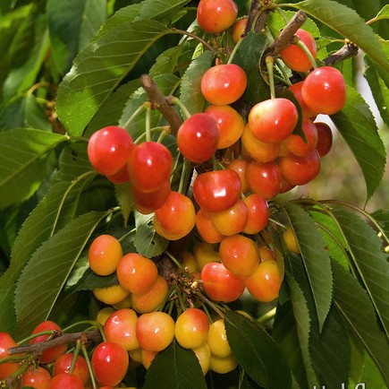 Prunus avium 'Rainier'