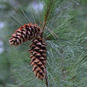  (23/05/2019) Pinus monticola  added by Shoot)