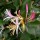  (23/05/2019) Lonicera japonica 'Purpurea' added by Shoot)