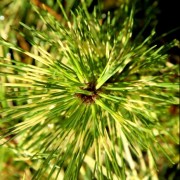  (23/05/2019) Pinus densiflora 'Cesarini's Variegated' added by Shoot)