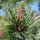  (23/05/2019) Pinus parviflora 'Glauca Brevifolia' added by Shoot)