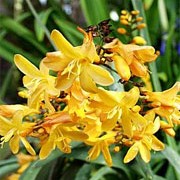 'Solfatare' is a perennial with an erect habit.  Its narrow, sword-shaped green leaves are tinted with grey-bronze.  In summer it bears sprays of yellow flowers.
 Crocosmia x crocosmiiflora 'Solfatare' added by Shoot)