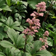  (31/05/2019) Rodgersia 'Die Schone' added by Shoot)