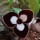  (02/06/2019) Asarum delavayi giant added by Shoot)