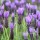  (02/06/2019) Lavandula pedunculata subsp. lusitanica added by Shoot)