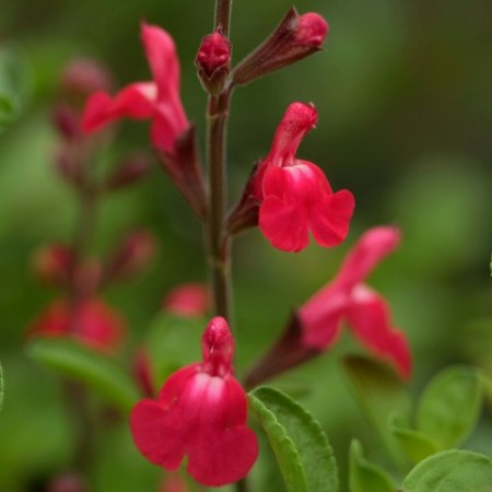 Salvia x jamensis 'James Compton'