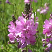  (05/06/2019) Sidalcea malviflora var. virgata added by Shoot)