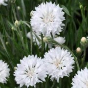  (05/06/2019) Centaurea cyanus 'White Ball' added by Shoot)