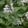  (08/06/2019) Pelargonium odoratissimum added by Shoot)