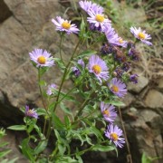  (14/06/2019) Symphyotrichum subspicatum added by Shoot)