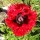  (16/06/2019) Papaver 'The Falklands' (Super Poppy Series) added by Shoot)