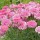  (16/06/2019) Argyranthemum 'Raspberry Ruffles' added by Shoot)