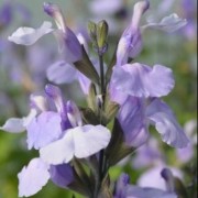  (17/06/2019) Salvia 'So Cool Pale Blue' added by Shoot)