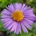  (17/06/2019) Symphyotrichum novae-angliae 'Barr's Violet' added by Shoot)