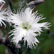  (17/06/2019) Dianthus arenarius 'Little Maiden' added by Shoot)