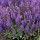  (18/06/2019) Salvia nemorosa 'Blue Bouquetta' added by Shoot)