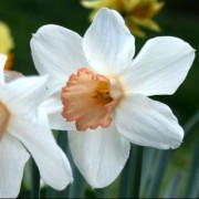  (19/06/2019) Narcissus 'Mrs R.O. Backhouse' added by Shoot)