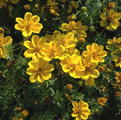 Bidens ferulifolia 'Yellow Sunshine'