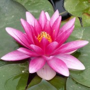  (28/06/2019) Nymphaea 'Charles de Meurville' added by Shoot)
