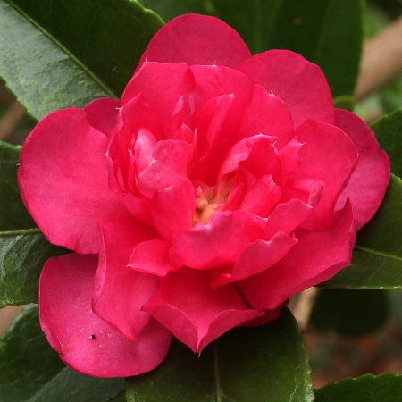 Camellia hiemalis 'Dazzler'