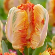  (08/07/2019) Tulipa 'Parrot King' added by Shoot)