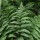  (09/07/2019) Dryopteris championii added by Shoot)