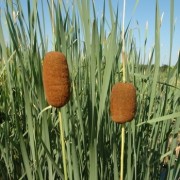  (10/07/2019) Typha laxmannii added by Shoot)