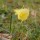 (16/07/2019) Narcissus bulbocodium subsp. bulbocodium var. citrinus  added by Shoot)
